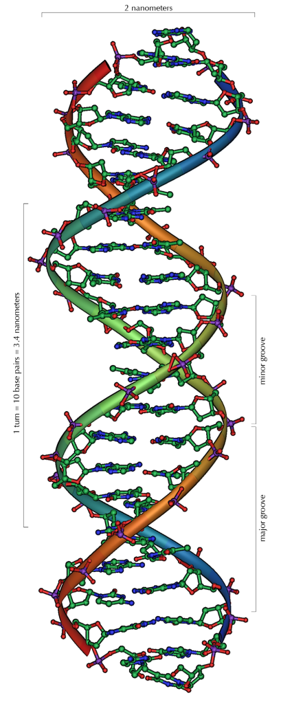 Immagine realizzata da Michael Ströck e rilasciata con licenza libera http://en.wikipedia.org/wiki/File:DNA_Overview.png