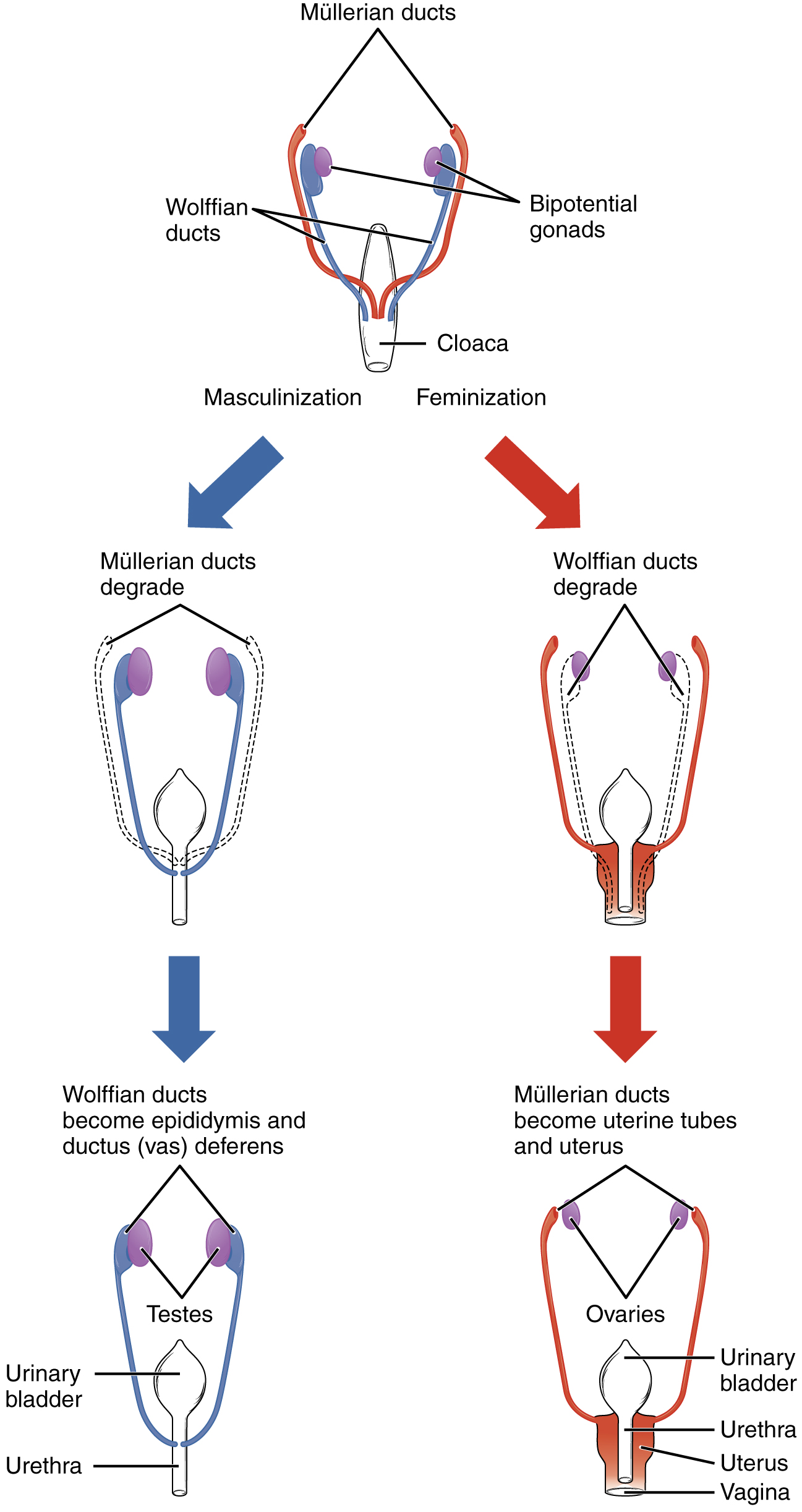 Love that mammal sperm cell parts functions wish was