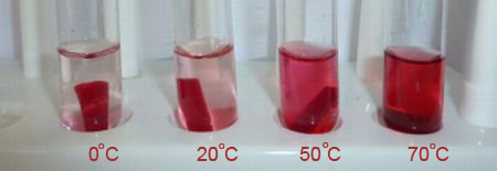 osmosis_beetroot-prac-large