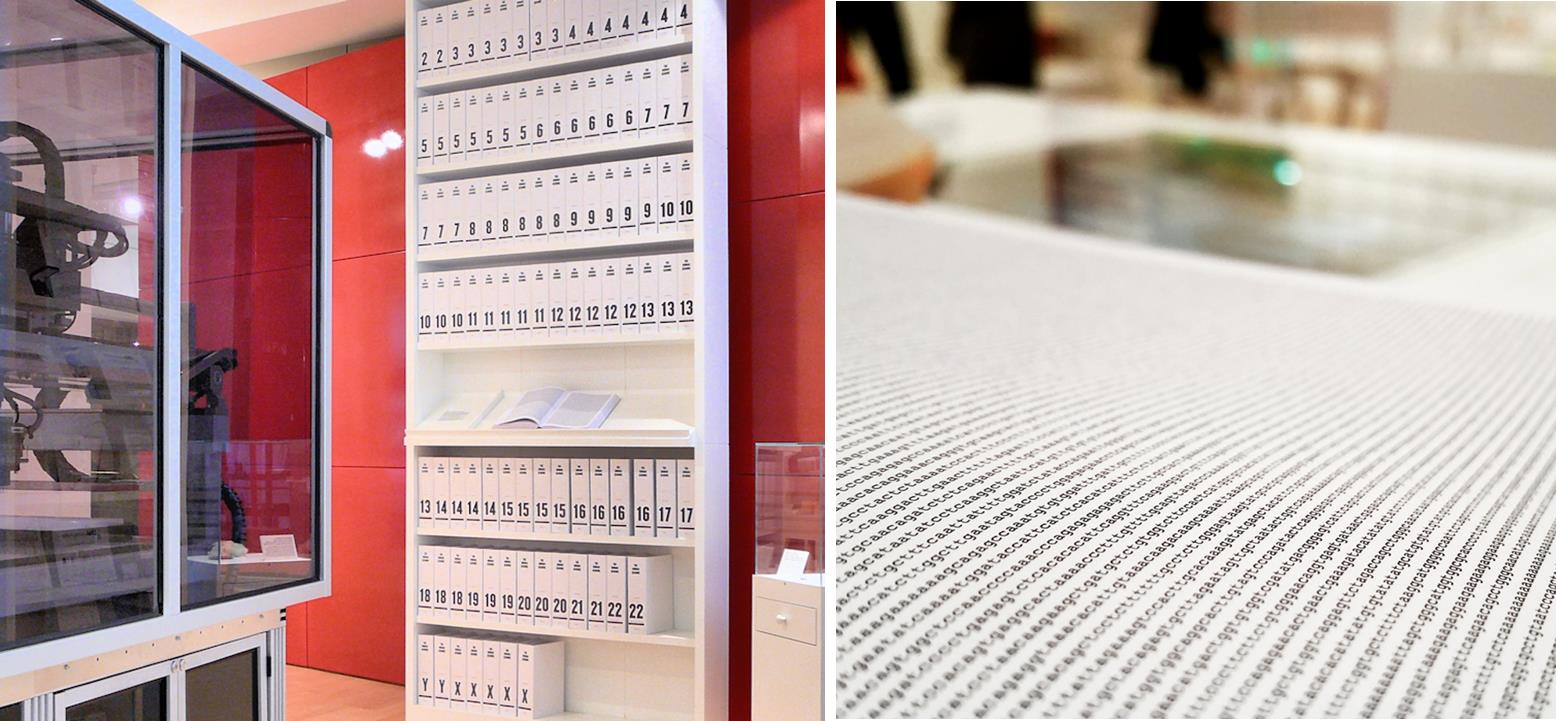 genoma umano stampato in mostra alla "Wellcome Human Genome Library" di Londra (Sinistra: Russ London, Destra: Wellcome Collection)